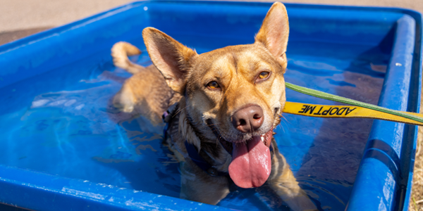 A close-up shot of a tan and brown dog cooling off in a bright blue plastic paddling pool on a sunny day.