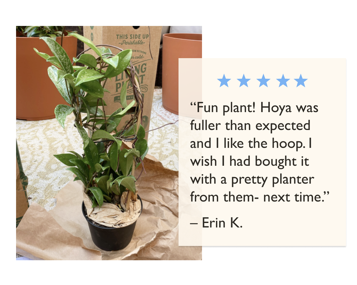 "Fun plant! Hoya was fuller than expected and I like the hoop."