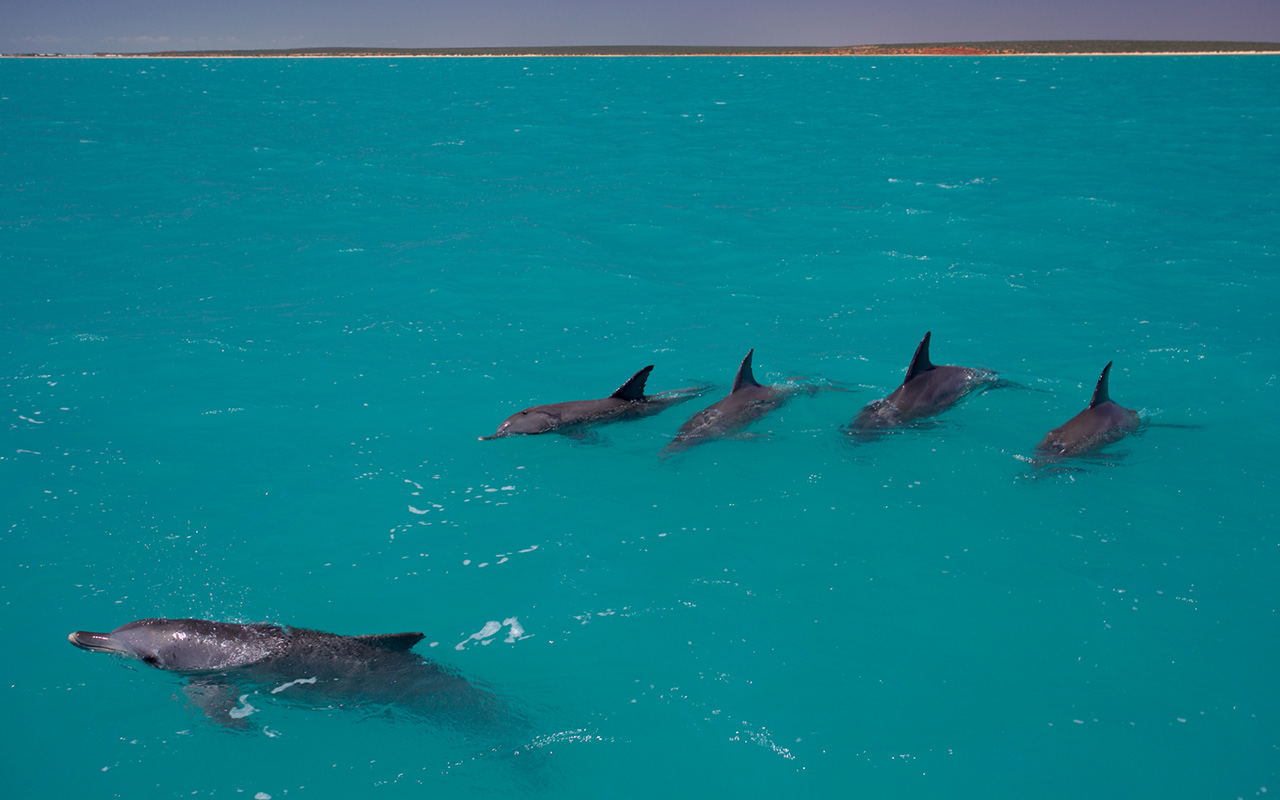 Four male bottlenose dolphins line up behind an female in Shark Bay, Western Australia. 