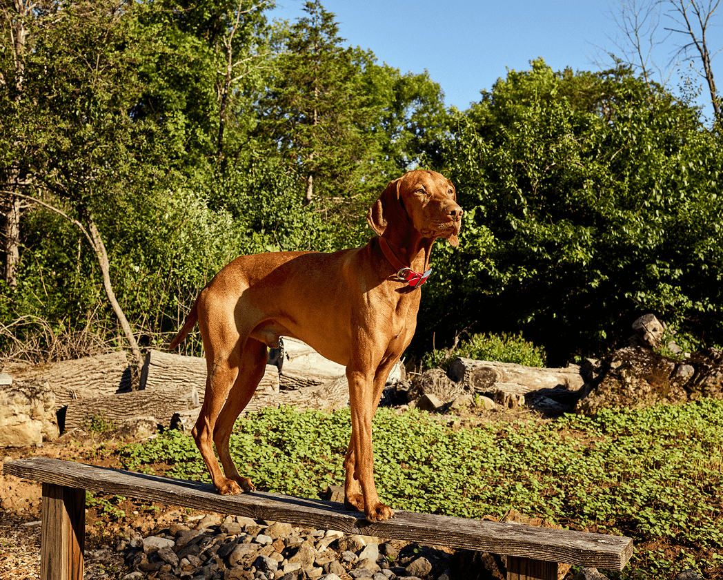 7-new-years-resolutions-for-dogs