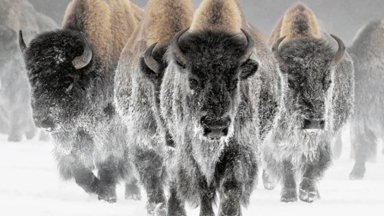 Buffalo