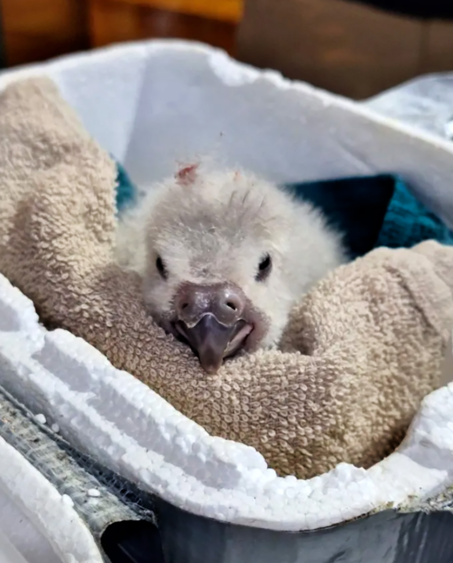 A kākāpō chick in a polystyrene box.
