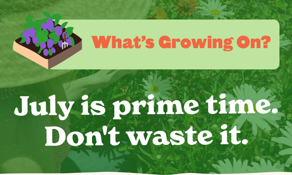 7 tasks to tackle right now to keep your garden thriving through the hottest months.