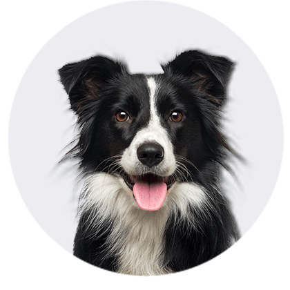 Shop Dog Offers