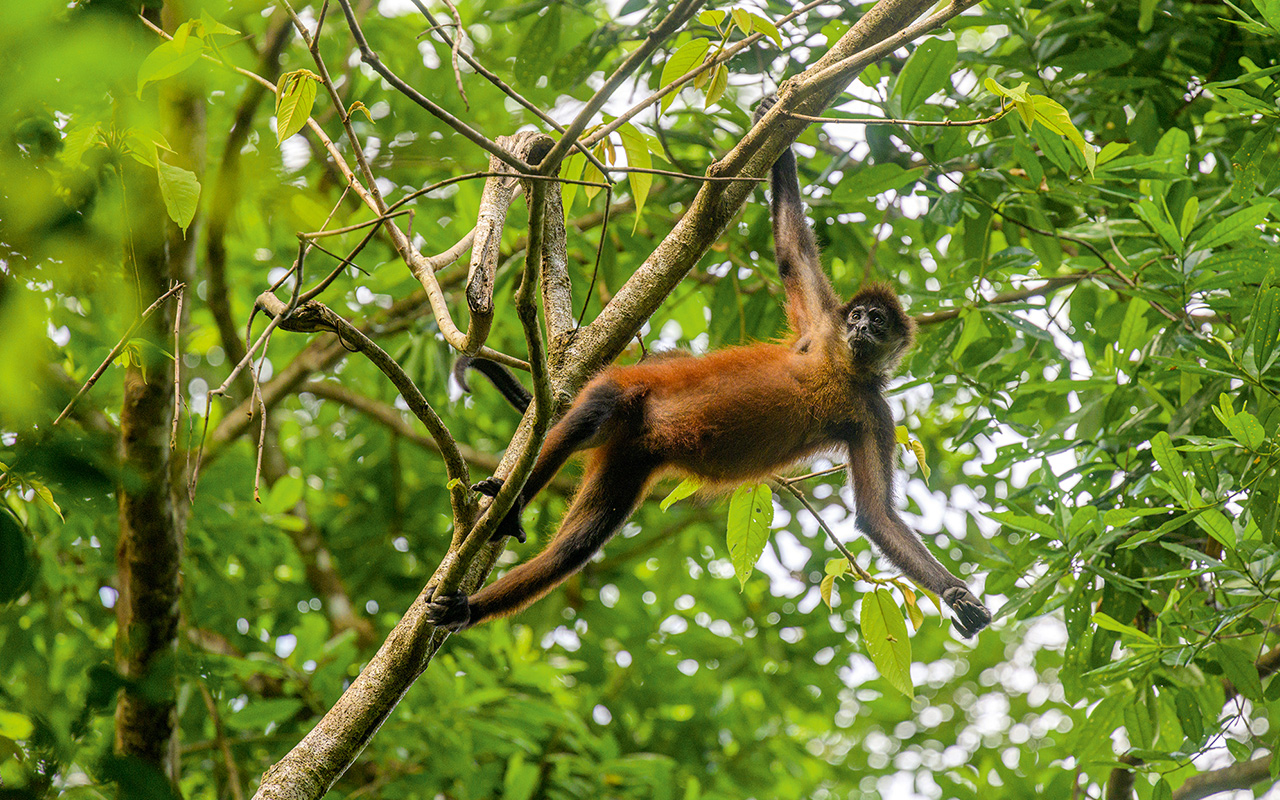 A howler monkey hanging from a tree branch 