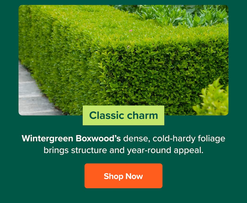 Classic Charm. Shop Wintergreen Boxwood>>
