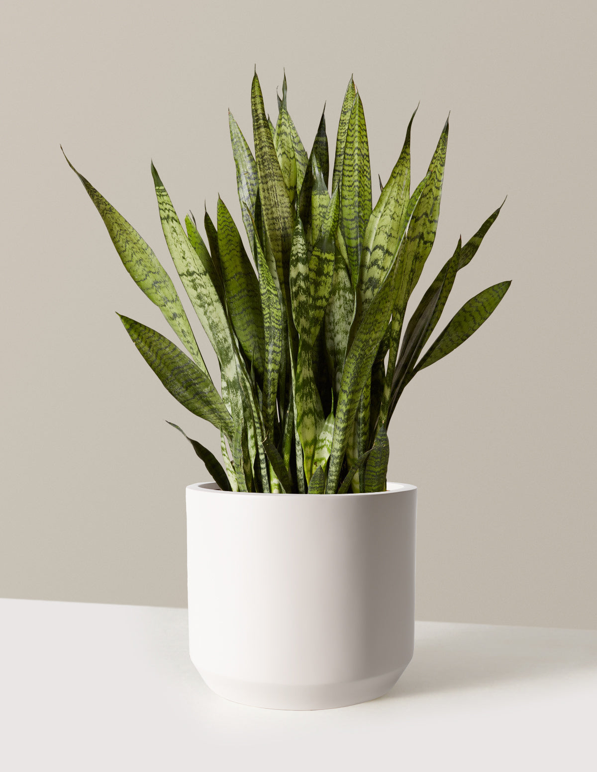 Image of Snake Plant Zeylanica