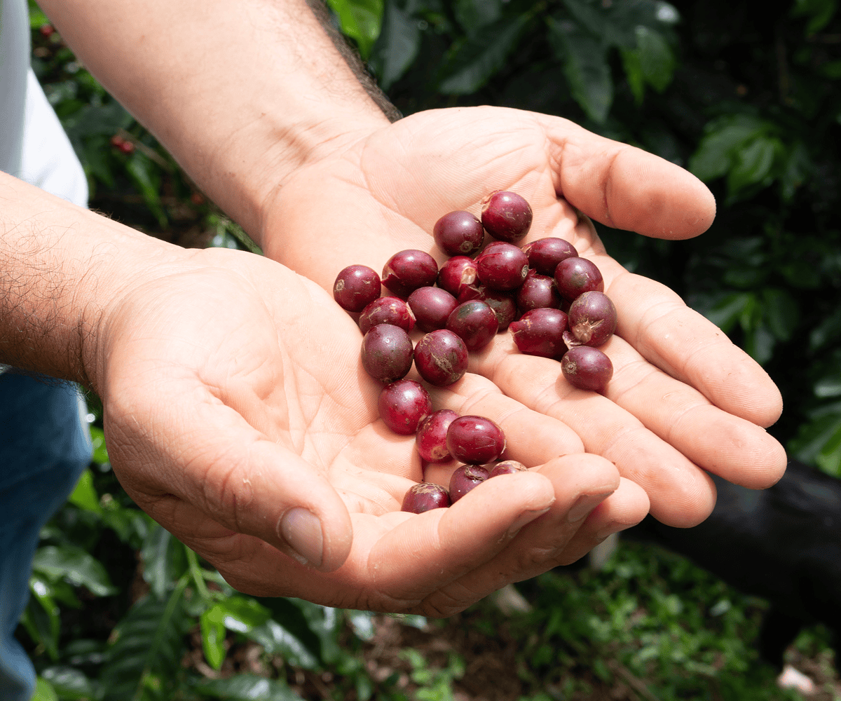 Hands Holding Coffee Cherries