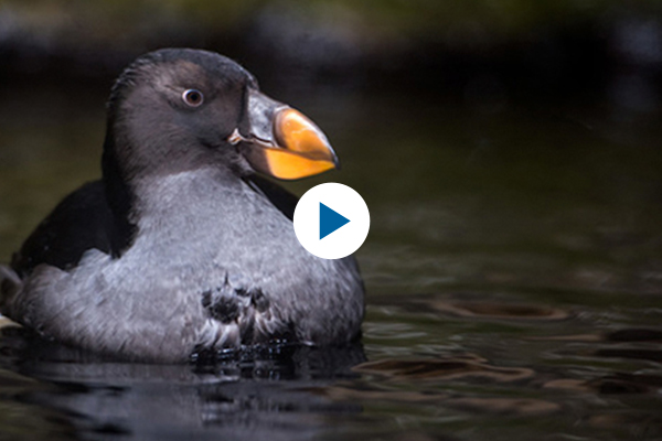 Play the seabird fashion show
