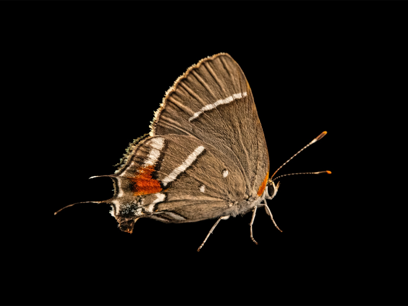 A photograph of a butterfly