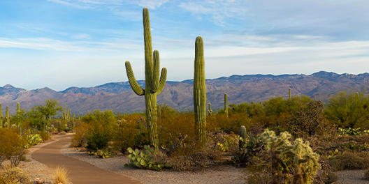 Desert landscape with saguaro cacti and mountains