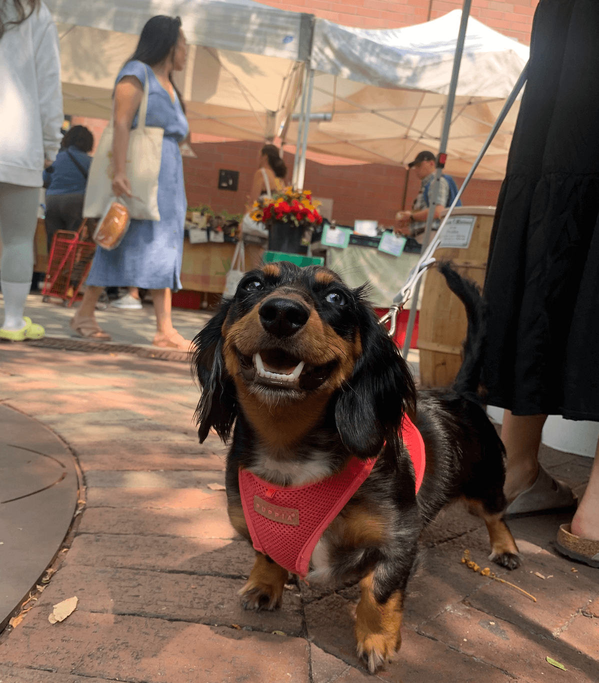 Dog at the farmers market