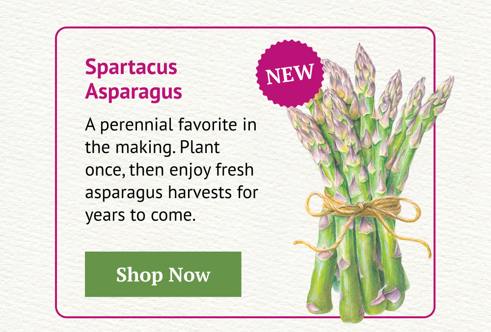 Spartacus Asparagus