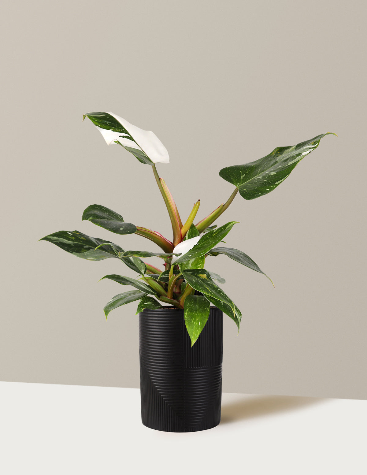 Image of Philodendron White Princess
