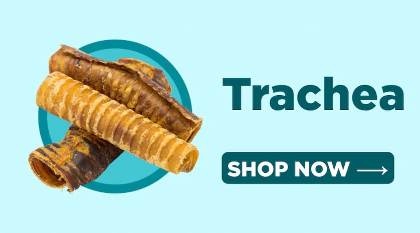 trachea - shop now 
