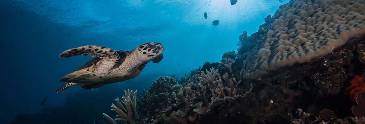 Sea Turtle