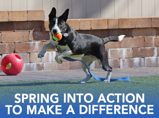 Spring Into Action to Make A Differnece