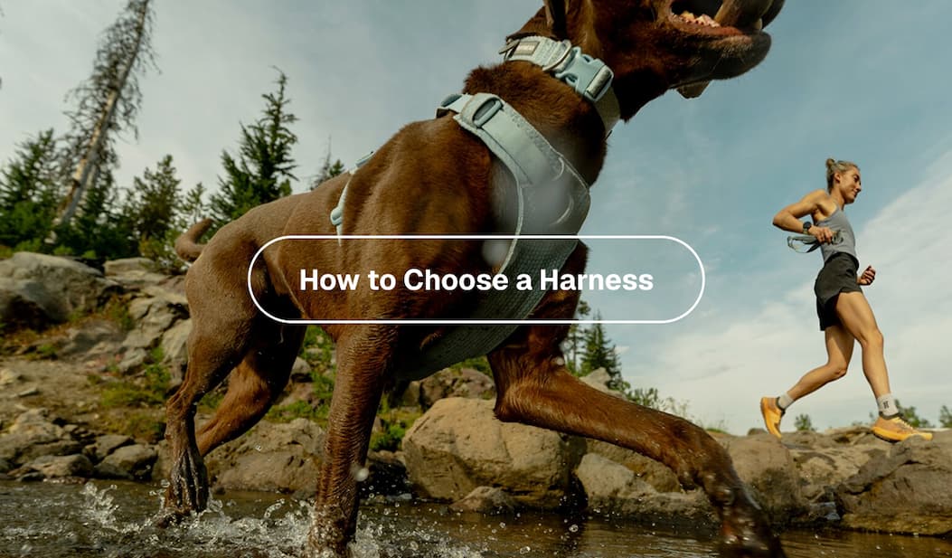 A dog runs through the stream. The button reads: How To Choose A Harness