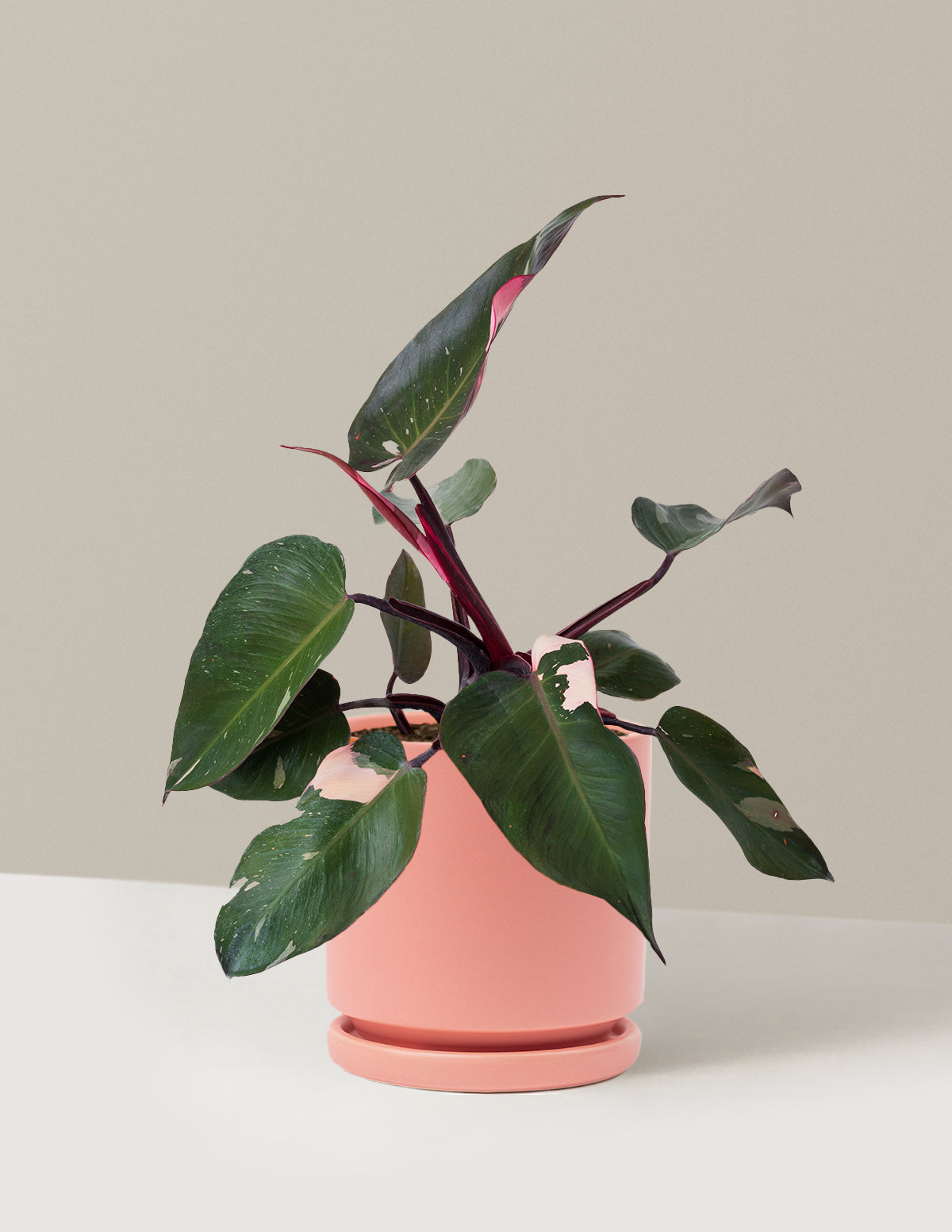 Image of Philodendron Pink Princess