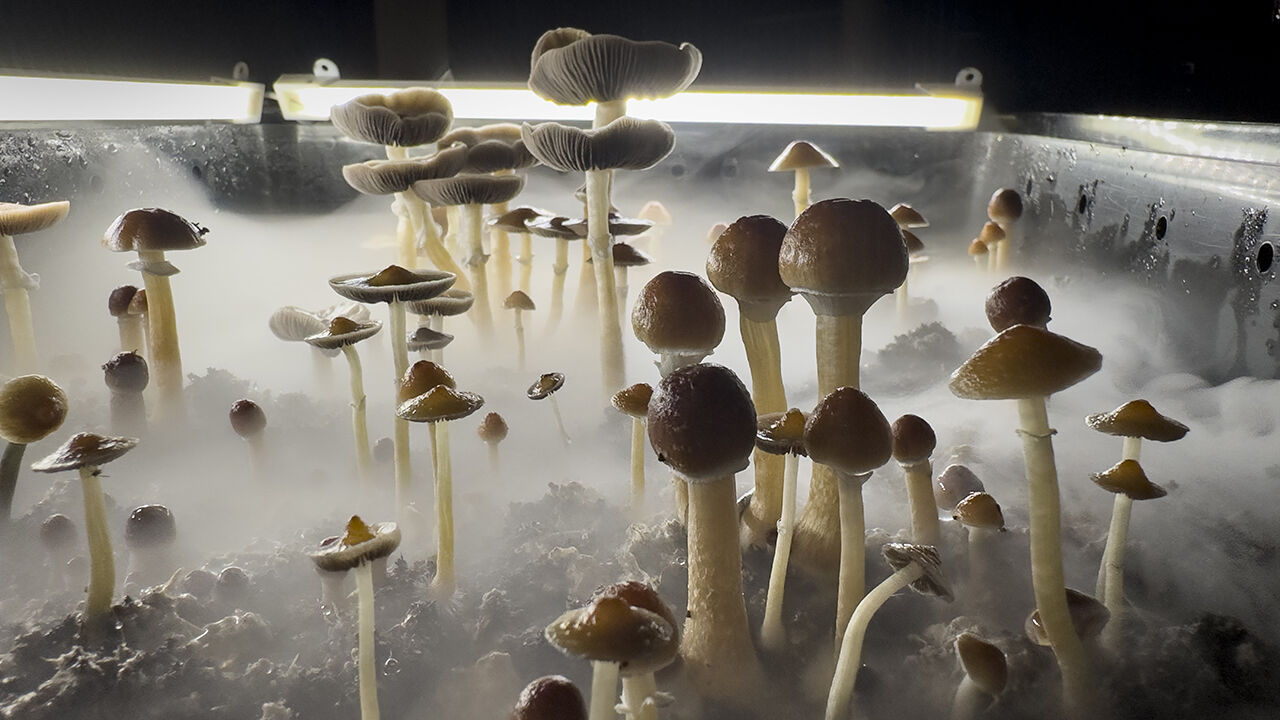 Psilocybin mushrooms stand ready for harvest in a humidified fruiting chamber in the basement of a private home.