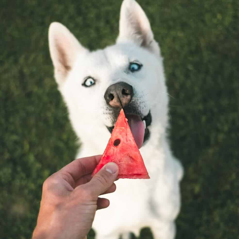 A panting pup in the summer sun