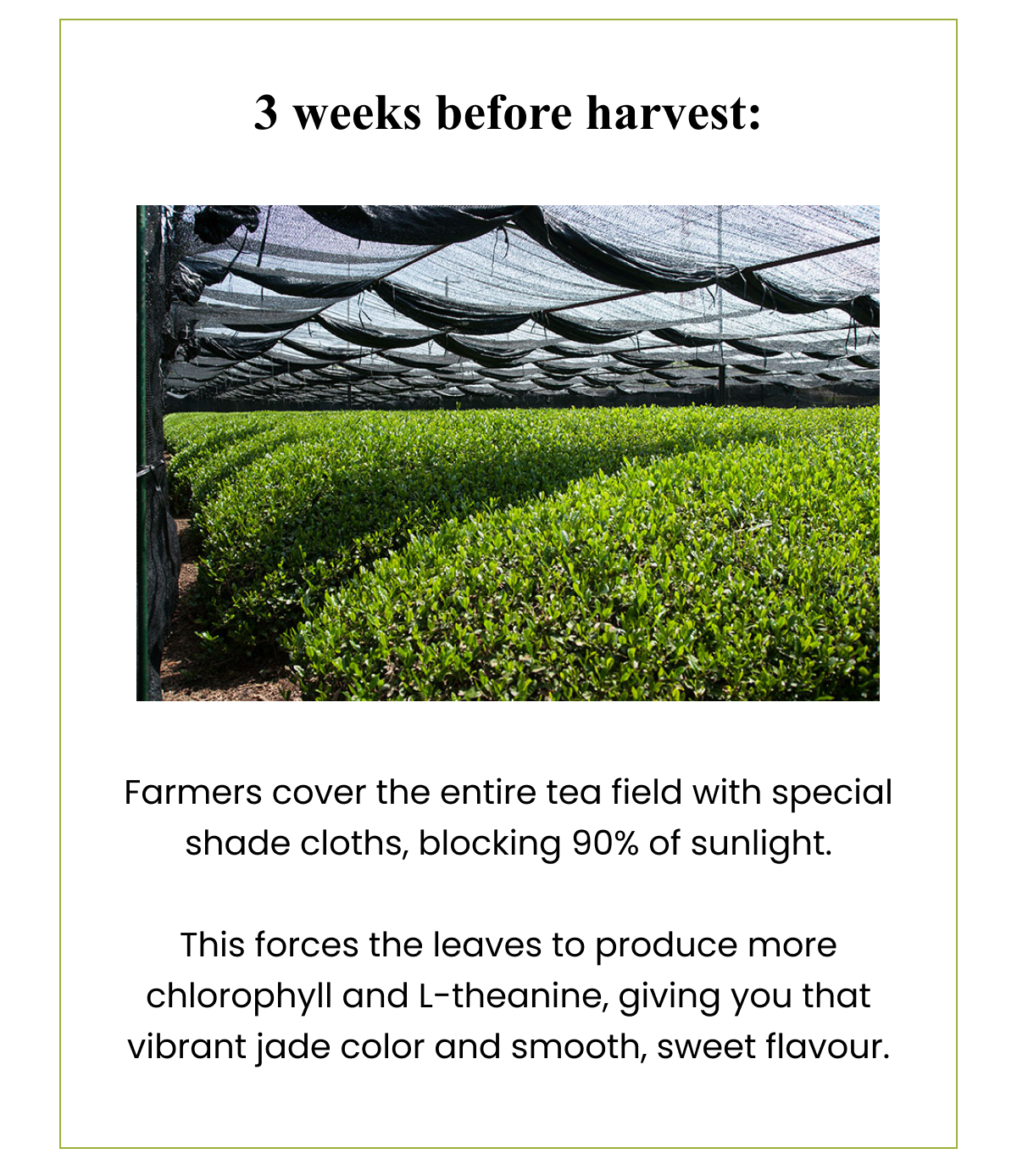 3 weeks before harvest: Farmers cover the entire tea field with special shade cloths, blocking 90% of sunlight.