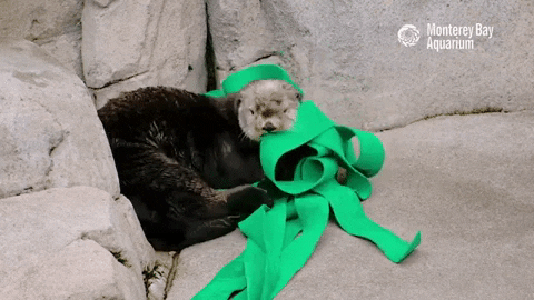 GIF of an Aquarium exhibit otter wrapping a long fabric kelp enrichment item around its head like a scarf
