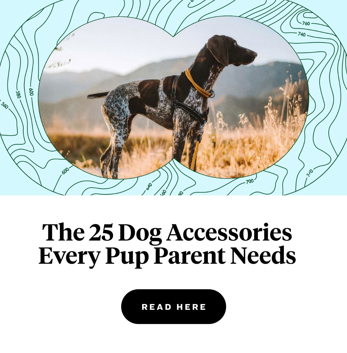 The 25 Dog Accessories Every Pup Parent Needs