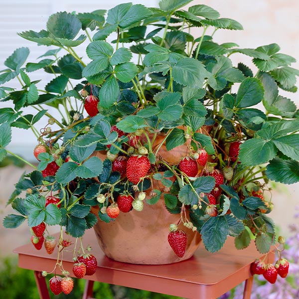 Image of Everbearing Strawberry Bush - USDA Organic