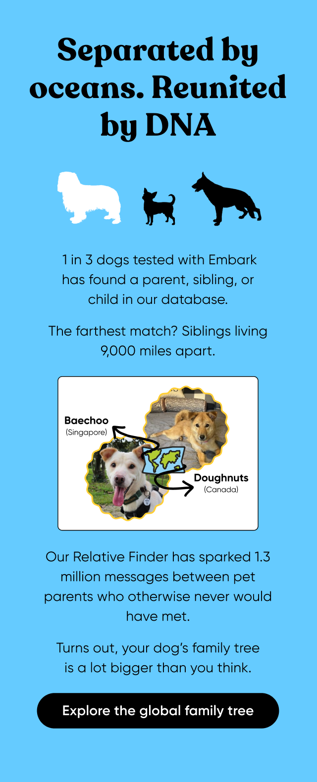 Separated by oceans. Reunited by DNA. 1 in 3 dogs teste with Embark has found a parent, sibling, or child in our database. The farthest match? Siblings living 9,000 miles apart. Our Relative Finder has sparked 1.3 million messages between pet parents who otherwise never would have met. Turns out, your dog's family tree is a lot bigger than you think. Explore the global family tree.