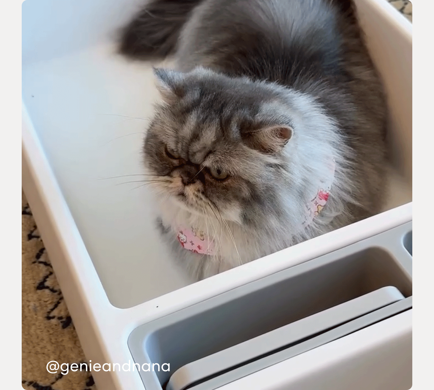 Is your cat ready for the spotlight? Tag us @tuftandpaw.