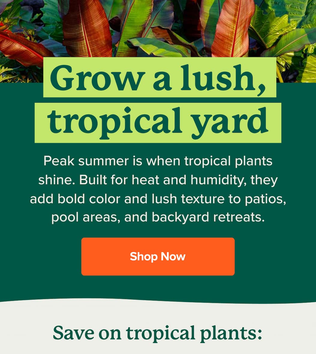 Grow a lush, tropical yard. Peak summer is when tropical plants shine. Built for heat and humidity, they add bold color and lush texture to patios, pool areas, and backyard retreats. SHOP NOW>>