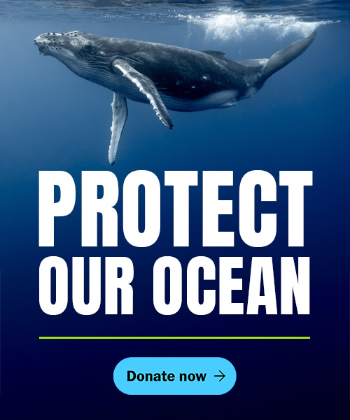 A humpback whale with text 