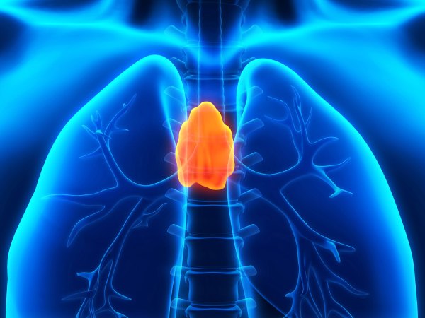 Human Thymus.