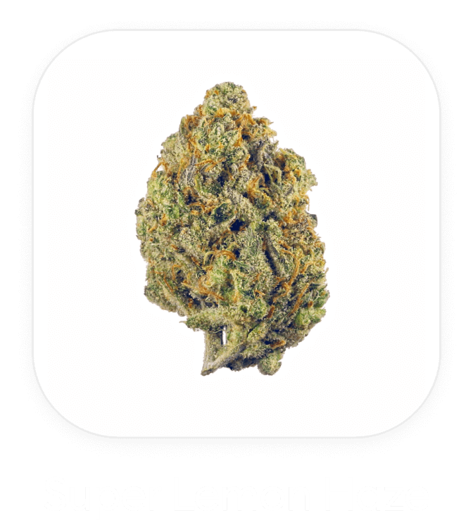Super Lemon Haze
