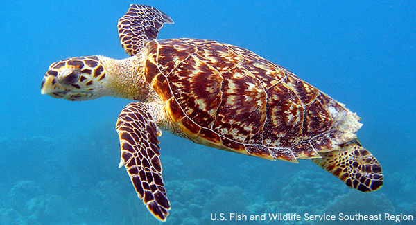 Hawksbill