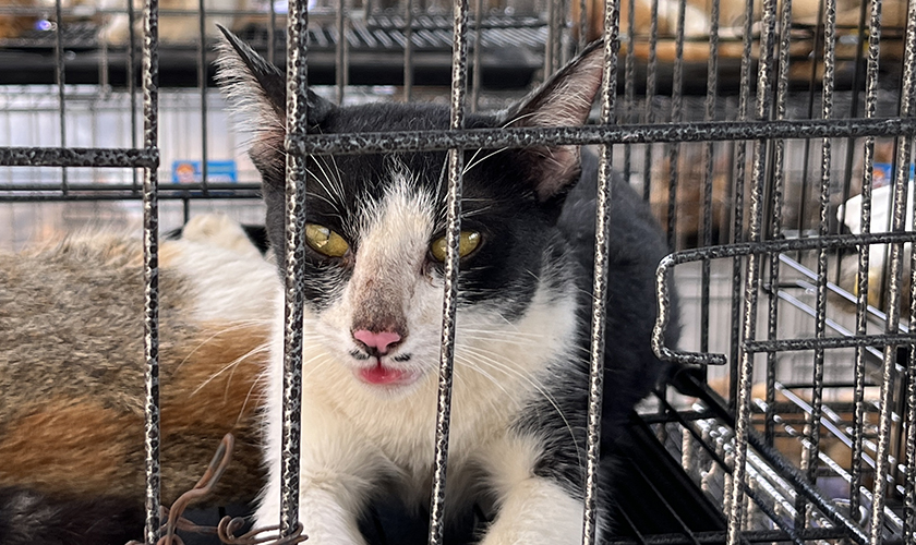 A cat peers through the bars of a wire cage, with other cats visible behind it.