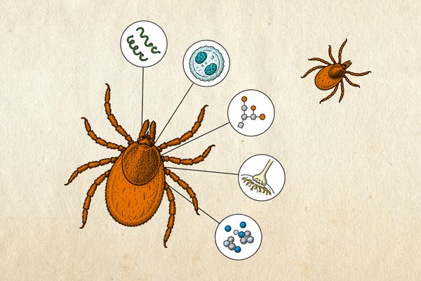 Q and A: Why are tick bites sending people to the ER in droves?