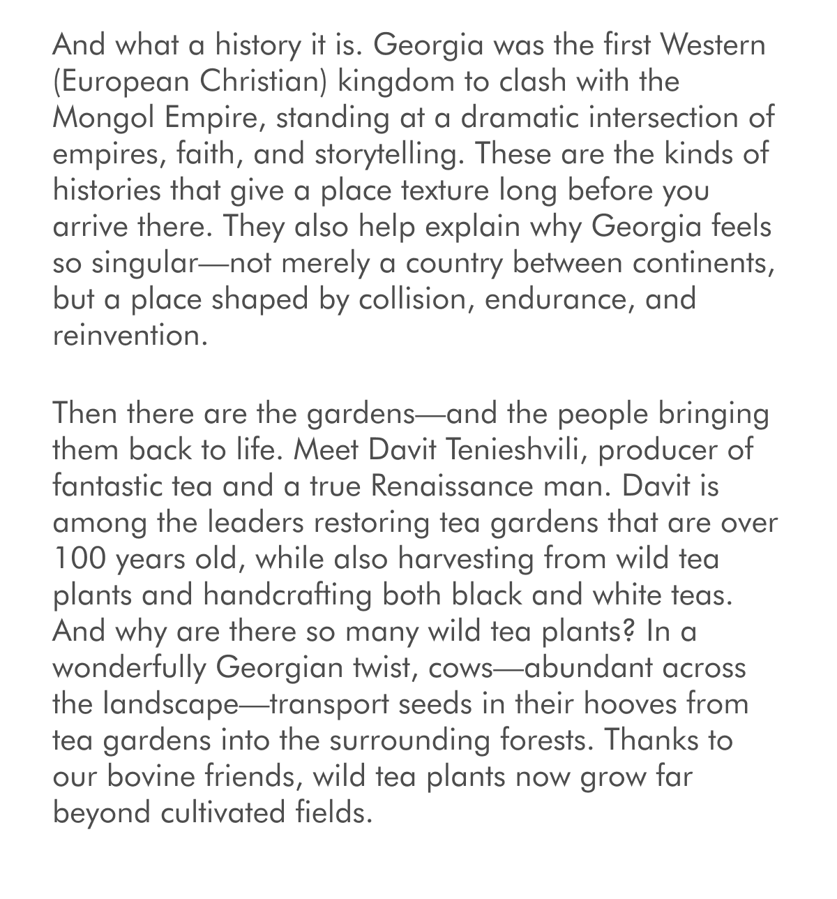 And what a history it is. Georgia was the first Western (European Christian) kingdom to clash with the Mongol Empire, standing at a dramatic intersection of empires, faith, and storytelling. These are the kinds of histories that give a place texture long before you arrive there. They also help explain why Georgia feels so singular—not merely a country between continents, but a place shaped by collision, endurance, and reinvention. Then there are the gardens—and the people bringing them back to life. Meet Davit Tenieshvili, producer of fantastic tea and a true Renaissance man. Davit is among the leaders restoring tea gardens that are over 100 years old, while also harvesting from wild tea plants and handcrafting both black and white teas. And why are there so many wild tea plants? In a wonderfully Georgian twist, cows—abundant across the landscape—transport seeds in their hooves from tea gardens into the surrounding forests. Thanks to our bovine friends, wild tea plants now grow far beyond cultivated fields.