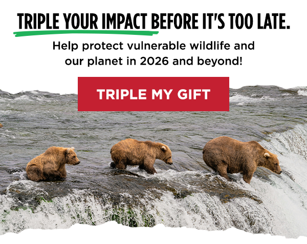 Image of three bears walking on river. TRIPLE YOUR IMPACT BEFORE IT'S TOO LATE. Help protect vulnerable wildlife and our planet in 2026 and beyond! TRIPLE MY GIFT.