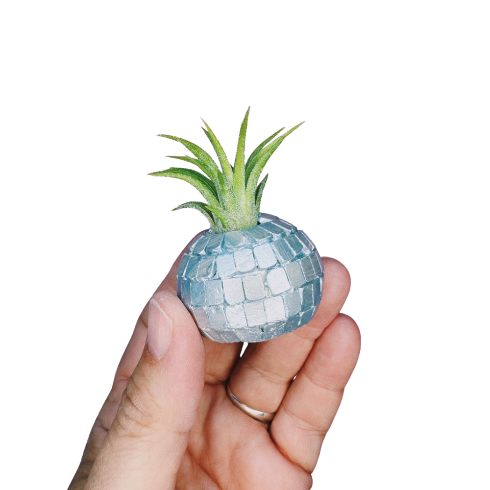 Image of Disco Ball Mini Planter with Air Plant