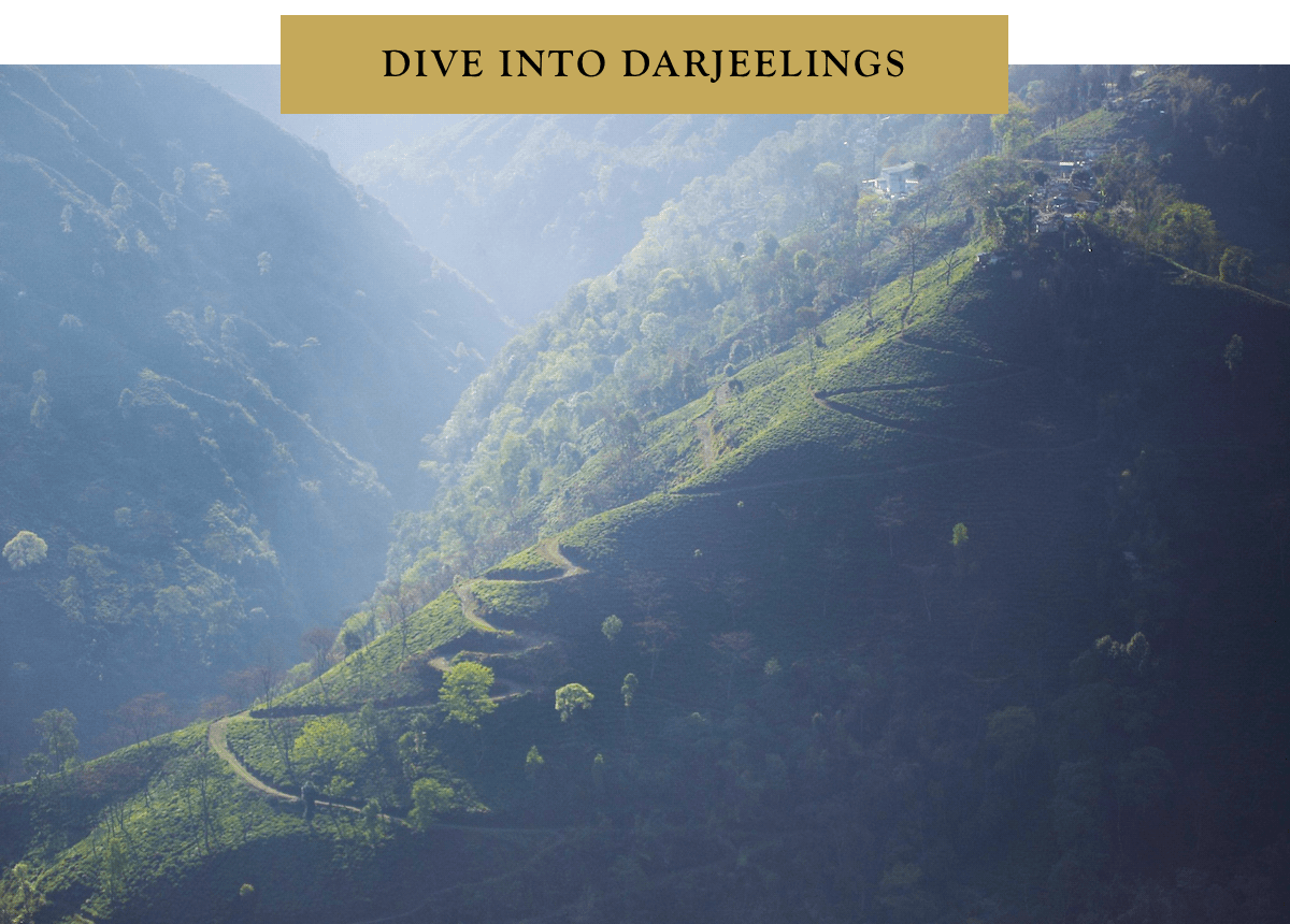 Dive into Darjeelings