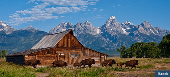 Bison walking around a log barn with the Grand Tetons standing tall in the distance