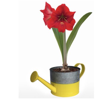 Roberta's Spring Amaryllis with Planter