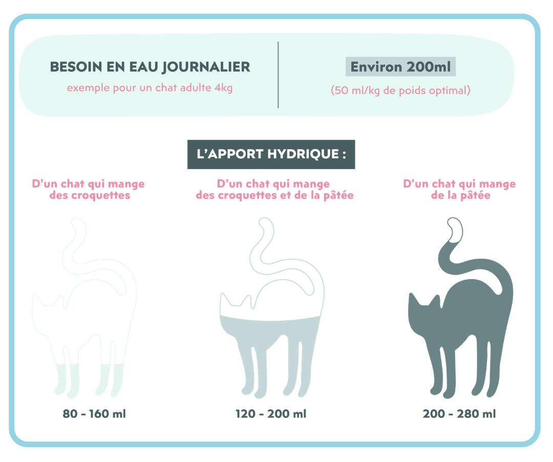 Apport hydrique de nos chats