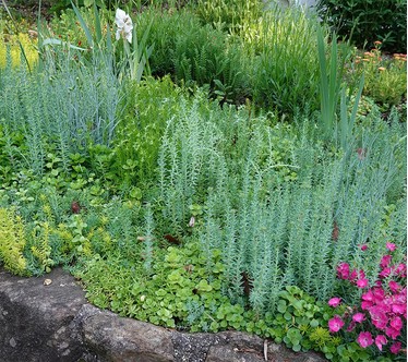 Girl Next Door Cut & Plant Succulent Tiles Live Plants