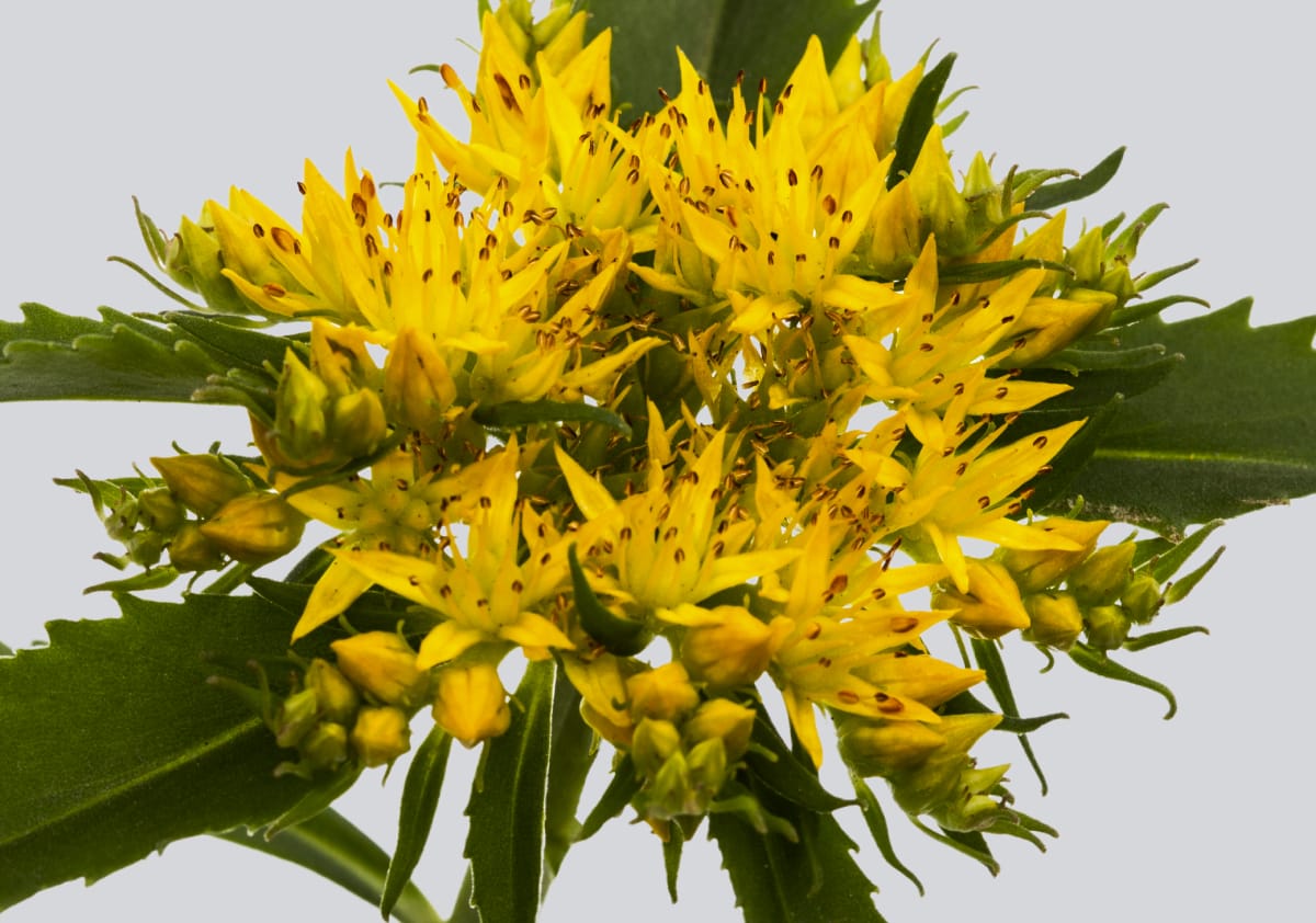 Fermented Salidrosides (SalidroPure™)