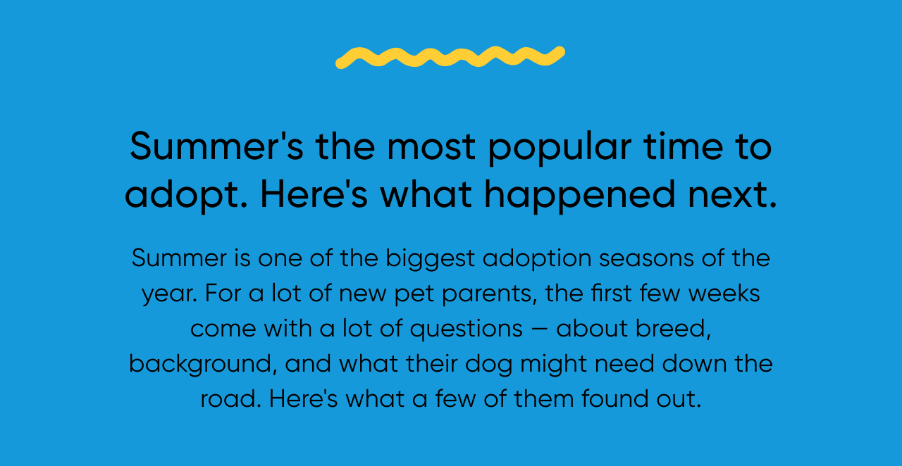 Summer's the most popular time to adopt. Here's what happened next. Summer is one of the biggest adoption seasons of the year. For a lot of new pet parents, the first few weeks come with a lot of questions — about breed, background, and what their dog might need down the road. Here's what a few of them found out.