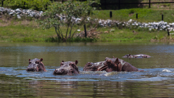 Hippos swim in a lake.