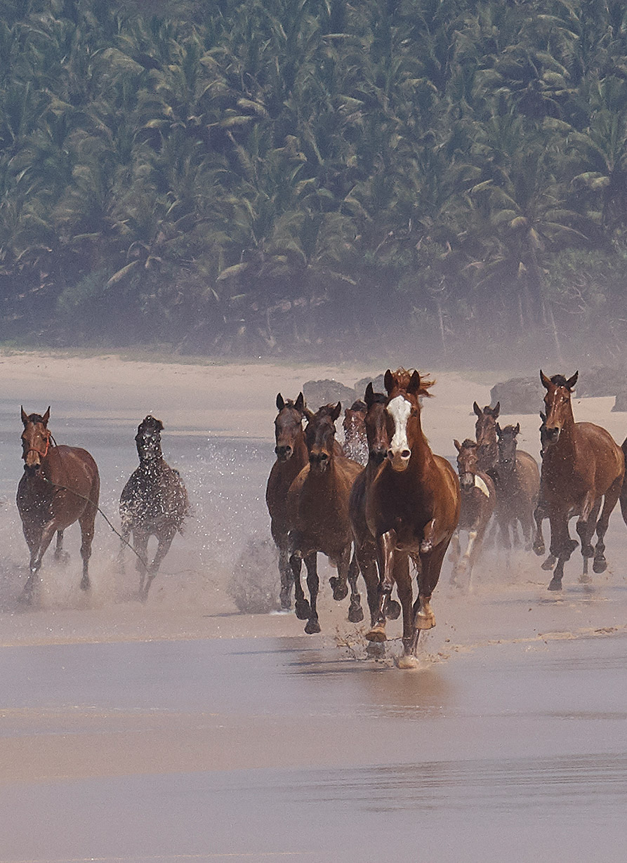 Year of the Fire Horse